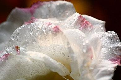 游戏发行商Sol Press九成订单无法退款 疑似老板“跑路”